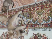 British shorthair NY11 yavruları son 1 tane