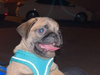 Orjinal pug yavru 2 aylık erkek