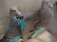 1 ÇİFT JUMBO MUHABBET KUŞU