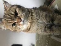 Scottish fold 8 Aylık Erkek