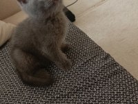Erkek british shorthair