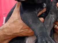 CANE CORSO SAFKAN IRK GARANTİLİ