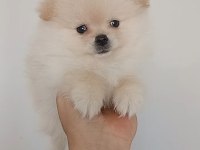 Pomeranian boo erkek
