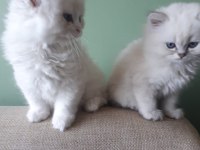 Anne sütü ile büyüyen 2 erkek bir dişi ragdoll yavrular