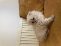Mükemmel lynx point scottish fold yavrumuz