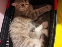 British shorthair ve scottish fold yavrular