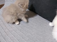 British longhair bebişler
