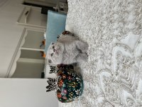 Sağlıklı oyuncu evde büyüyen scottish fold yavrular