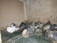 Çin Bıldırcın Sahiplendirme Ve Kuluçkalık Yumurtası