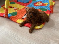 Toy poodle ev ortamında orjinal