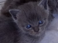 British shorthair yavrular