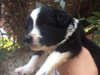 Zeka küpü border collie yavrularım