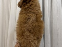 Teacup Kore Maltipoo yavrusu