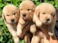 Golden Retriever Yavrularımız