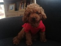Toy poodle köpeğimiz