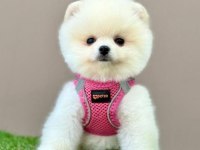 Sevimli Pomeranian Boo Yavrularımız