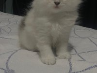 Scottish fold