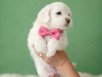 Teacup maltese bebişler