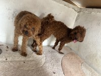 Toy poodle kore kan esleme ilanı