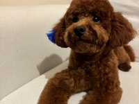 Sevgi ile bakılan toy ve teacup (bardak) boy poodle