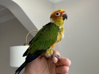 JENDAY KONUR PAPAĞANI EL BESLEME