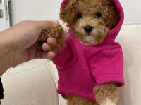 6 Aylık Maltipoo Çok uygun fiyata