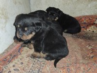 Yavru Rottweiler