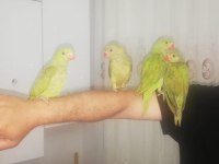 Evcil oyun hamuru bebek pakistan papağanlar