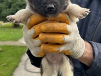 Amerikan Akita Yavrularım