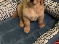 Golden retriever baby face