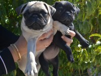 İki Aylık Pug Yavrularım Teslime Hazır