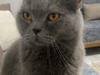 6 yaşında kısır erkek british