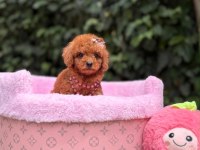 Orjinal Toy Poodle Yavrularımız 