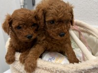 Üst Kalitede Toy Poodle Yavrular Sakarya