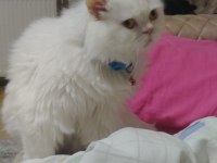 İran Chinchilla