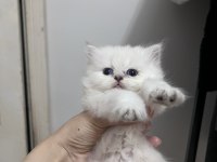 British longhair erkek (açıklamayı okuyunuz)