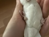 Oyuncu Forpus Papağanı