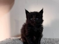 Xxl black and white MAİNE COON yavruları şecereli