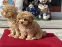 Show kalite ziyarete açık maltipoo yavrularımız