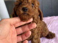 Harika kalitede Toy Poodle bebekler