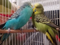 Jumbo ve show muhabbet kuşu toplu herşeyi ile verilicektir