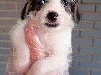 Erkek terrier cinsi