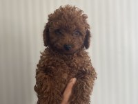Siyah kırmızı erkek ve dişi poodle yavrularımız
