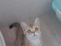 Golden British Shorthair prensesimiz