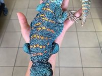 UROMASTYX FATURALI EVRAKLI ŞEKİLDE