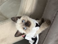 4 aylık erkek british shorthair