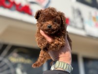 Petmode köpek çiftliğinden tea cup kore poodle