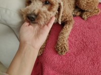 1.5 yaşında erkek toy poodle