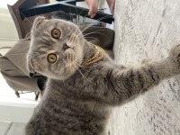 Çiftleştirme scottish fold kedimiz