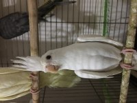Albino sultan papağanı
